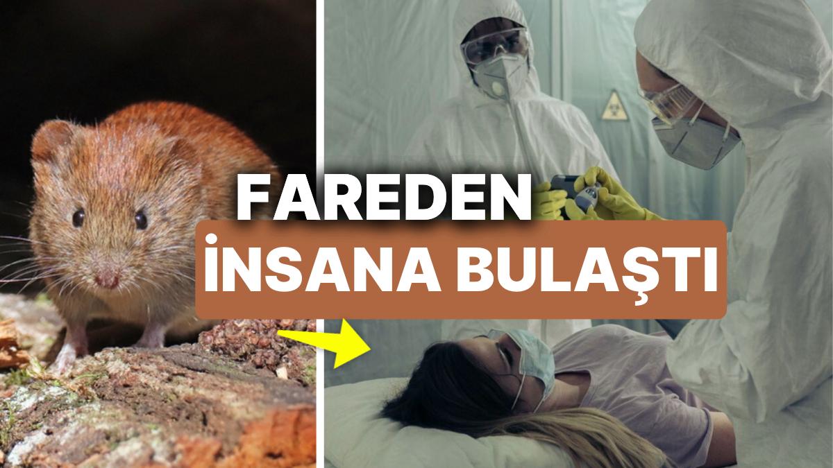 ebola-gibisi-virus-tarla-faresinden-besere-bulasti-pekala-virus-avrupada-yayiliyor-mu-Jf48EfSZ.jpg